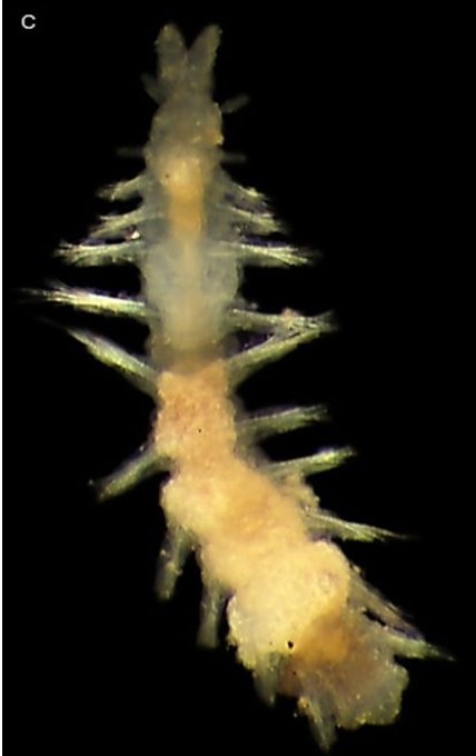Fotografía al microscopio de un gusano marino pequeño y translúcido, con cerdas a ambos lados del cuerpo, sobre fondo negro.
