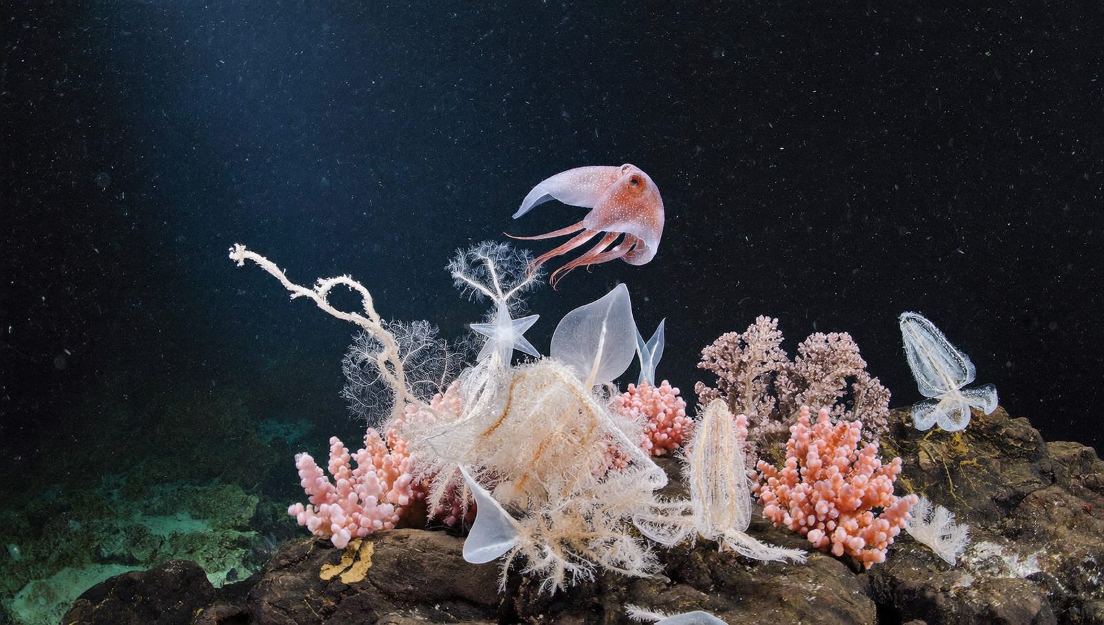 Corales de aguas frías rosados y blancos sobre roca volcánica, con un pequeño pulpo translúcido flotando encima, en aguas oscuras.